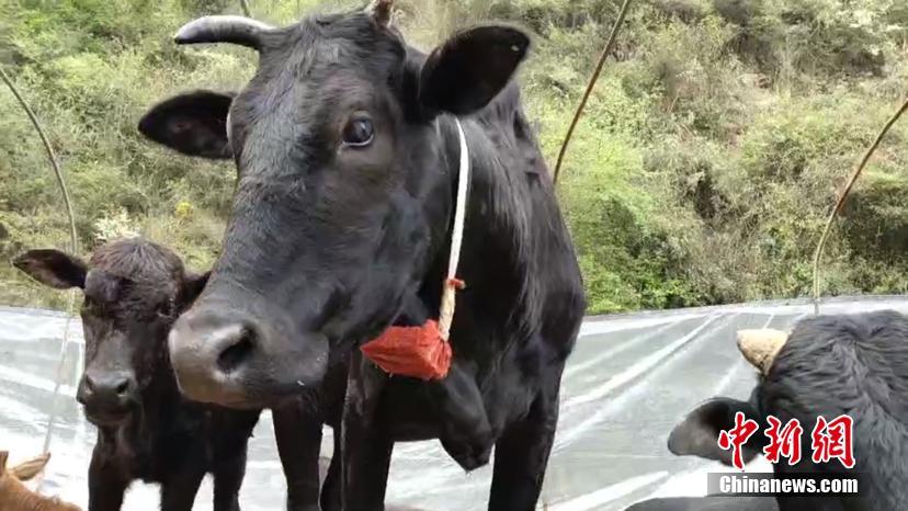 DDNS_联通云服务器