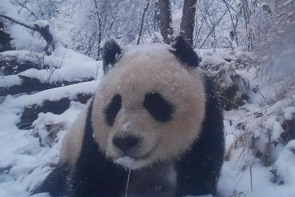 切尔诺贝利核辐射33年后,“死城”危机仍未解除