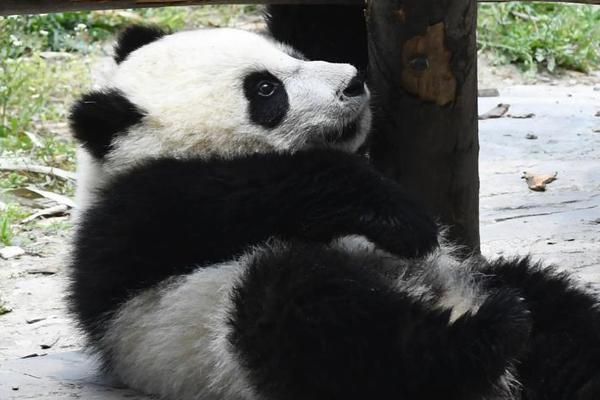 该给百天宝宝牙齿补充氟化物?