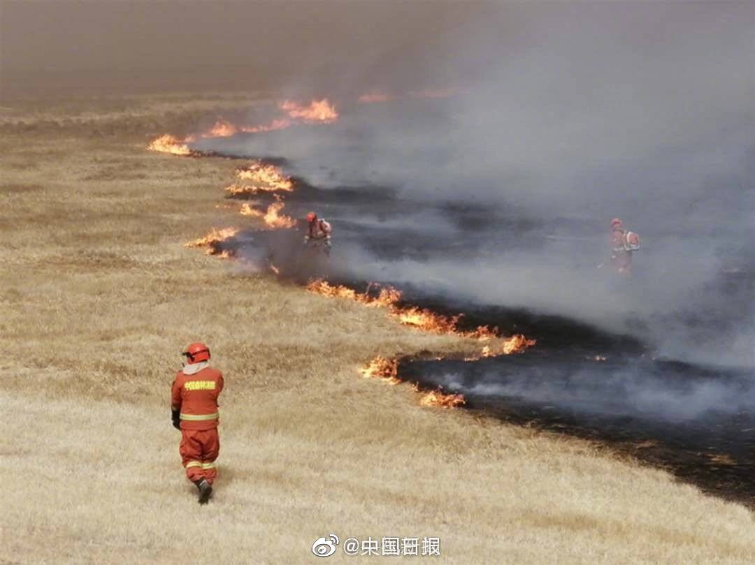 老树画画:吃酒做梦看书,图个自由自在