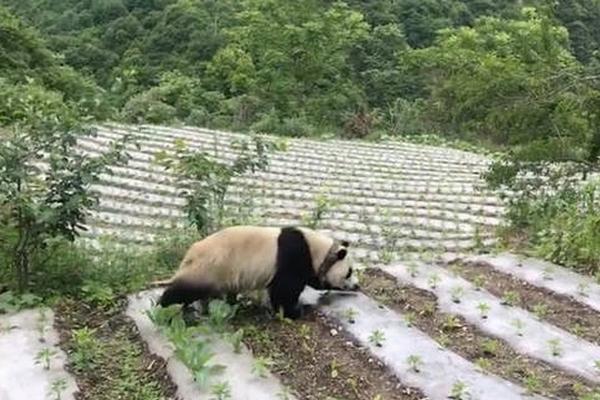 2015沃尔沃中国公开赛冠军时刻 阿顺首赢欧巡_云电脑入门指南
