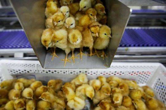 新东方暑假班报名入口_网站服务器
