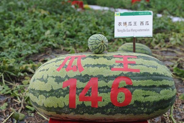 48岁吴奇隆宣布刘诗诗产子喜讯:小朋友来报道 母子平安
