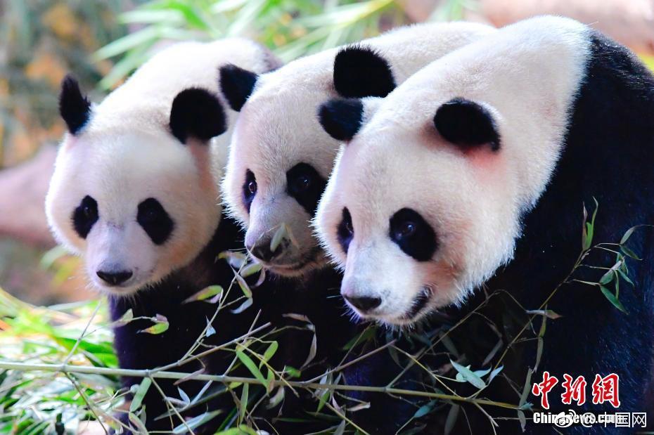 小红书回应融资10亿美元：不实消息