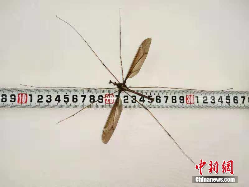 XYZ后缀域名需要备案吗_阿里云无影