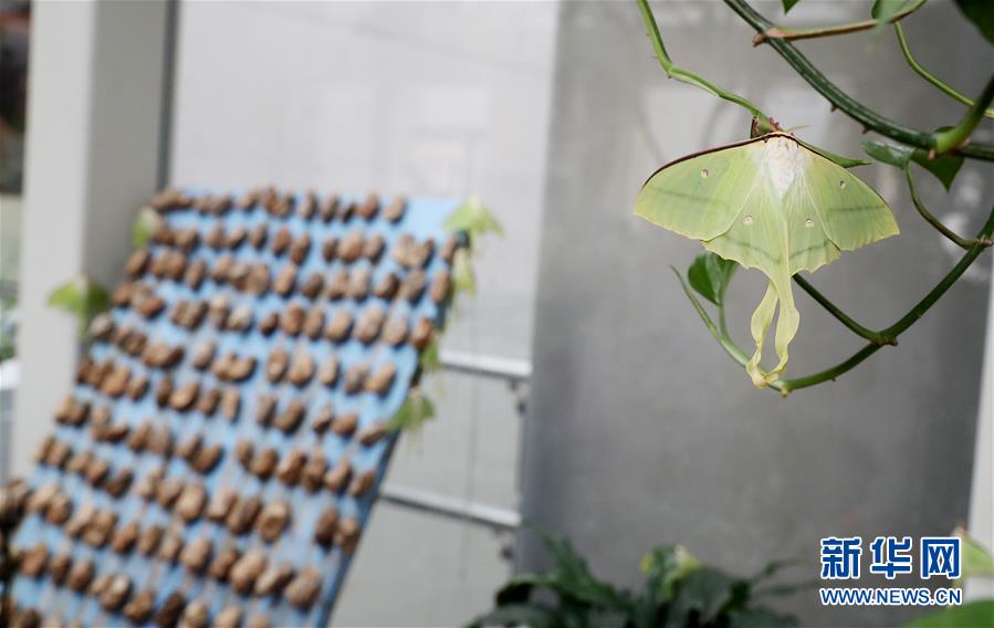 虎牙最新股权曝光:腾讯持股31.5% 李学凌持股3%_CN2服务器大带宽