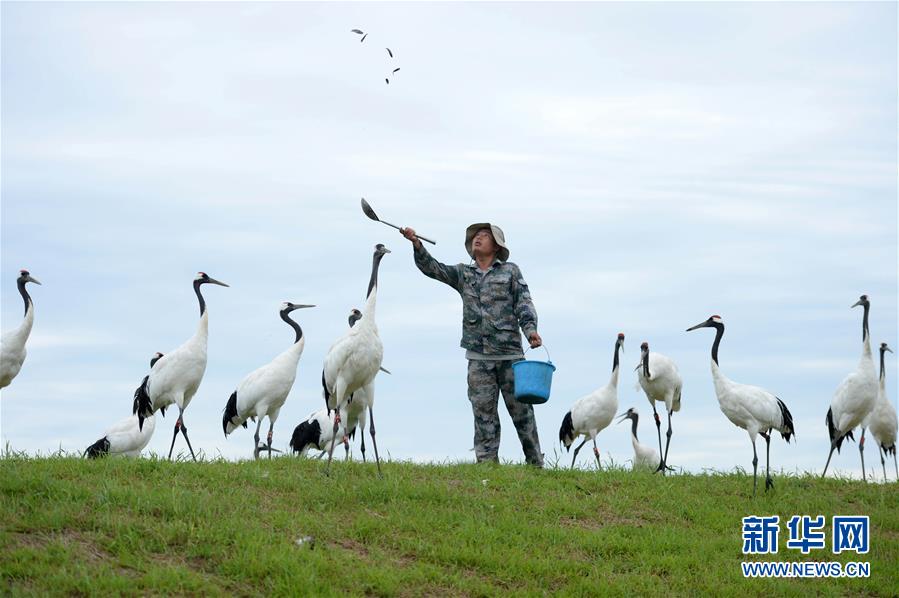 绚丽的丛林小精灵 高速抓拍飞翔中的蜂鸟