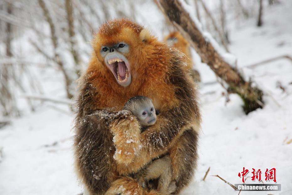 IPV6网站改造升级