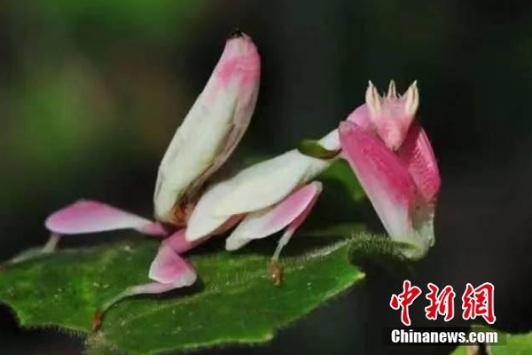 APP为什么不能用云虚拟主机_企业邮局