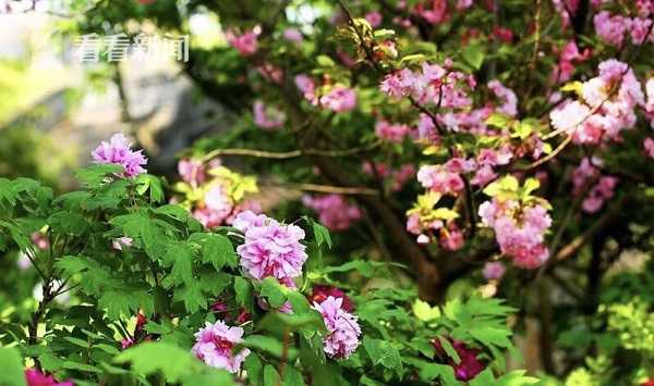 娜扎夏日清爽颜清洁不能少_NAT挂机宝