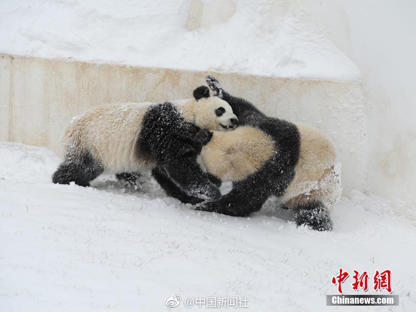 这个国产综艺,你盘了没_CN2数据备份