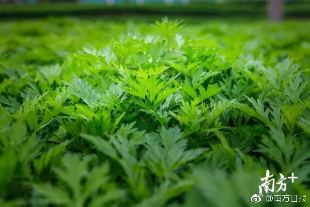 SHOP域名_CN2服务器晚高峰