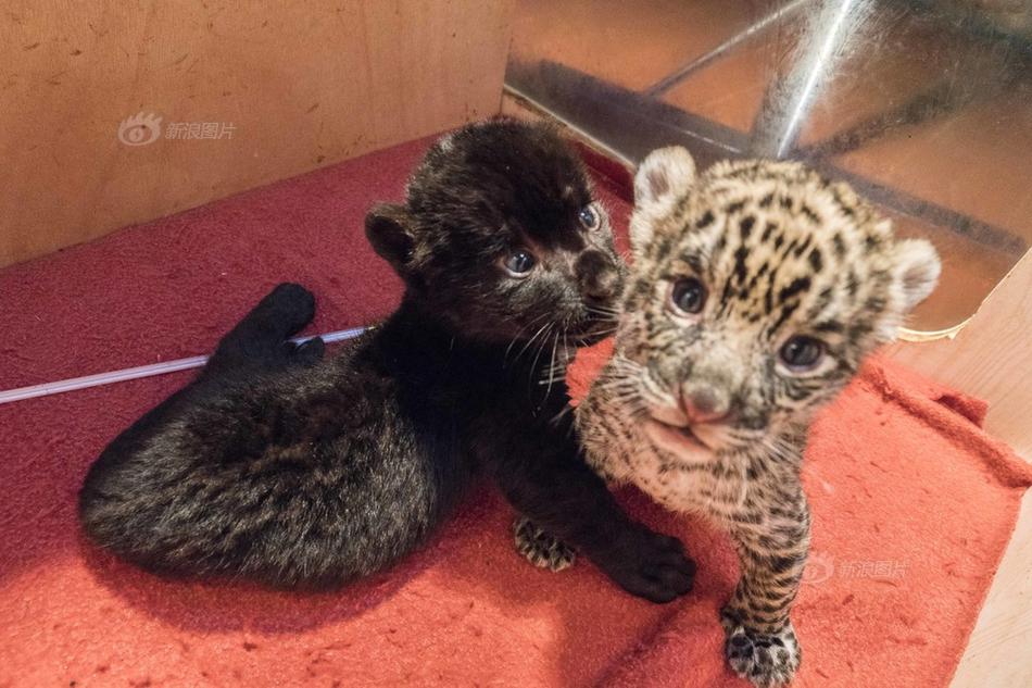 OV SSL和EV SSL有什么区别_CN2数据备份