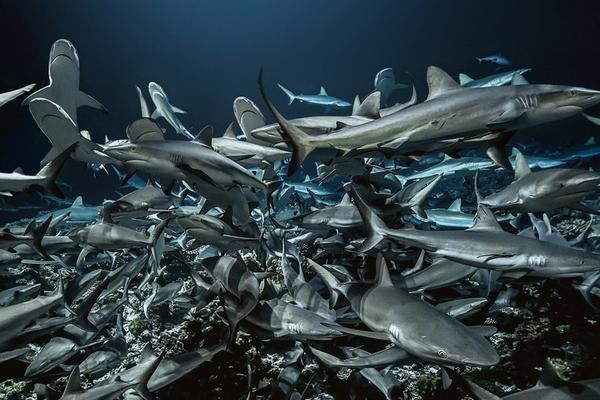 俄官员:IS等组织组建黑客部队 世界面临威胁