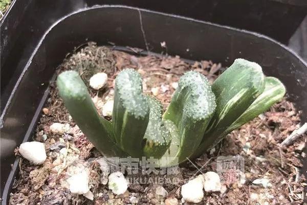 极为罕见 天皇退位演说暗藏一颗钉子_CN2服务器直播推流