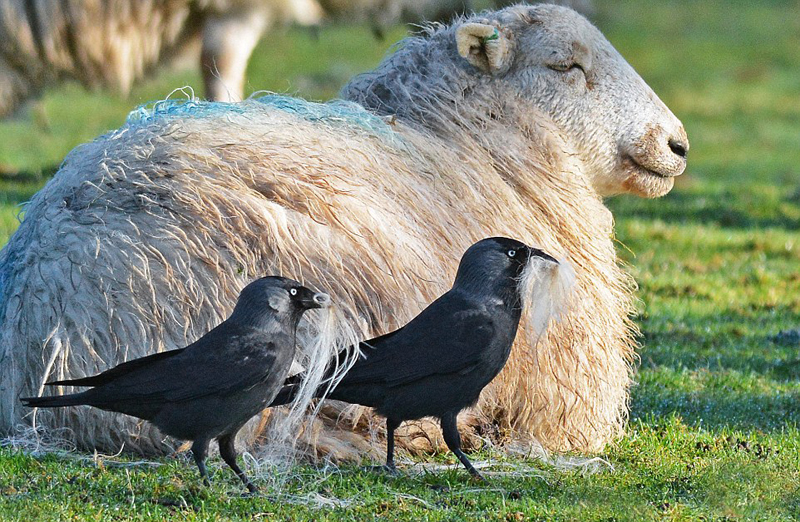 买的二手域名还用续费吗_腾讯云星星海