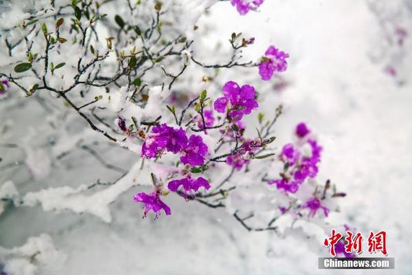 服务器上绑定多少域名最好_CN2服务器丢包率