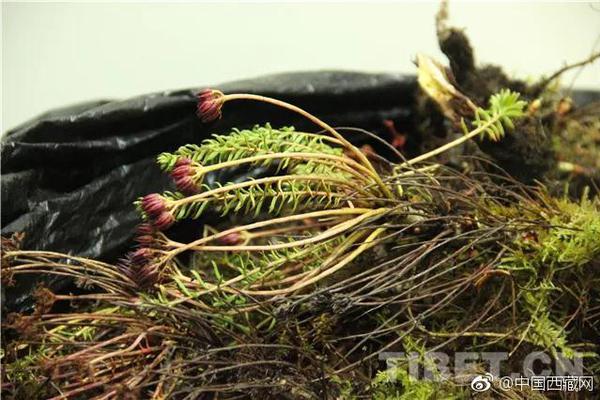恒创云服务器怎么样_9929速度快