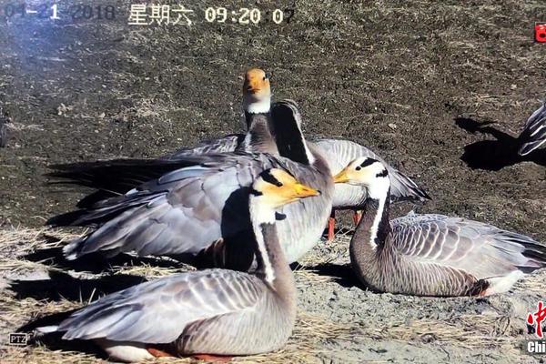 意象江南聚中国美术史现代艺术大家作品
