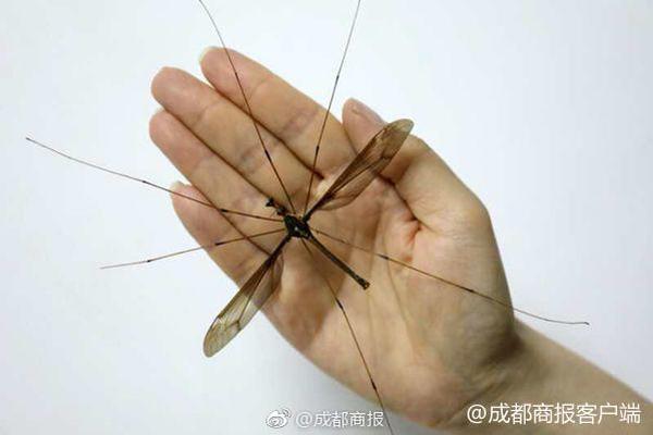 企业如何购买域名