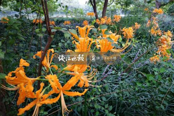 杜锋:曾繁日违体误判仍停赛 比赛很困难要放平心态_云电脑部署成本