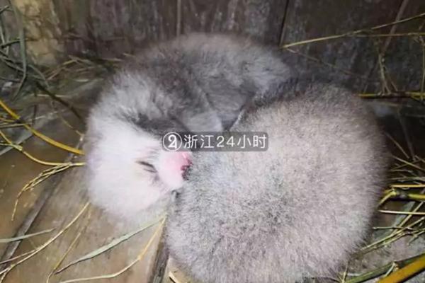 大学生手绘百米画卷致敬五四
