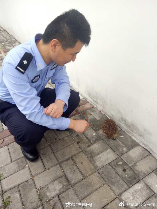 研究：猫能听懂自己名字 看来理不理你是另外一回事