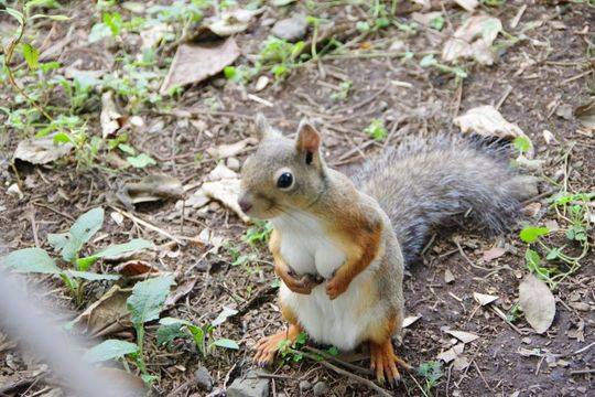 冷兵器时代的各国骑兵鉴赏