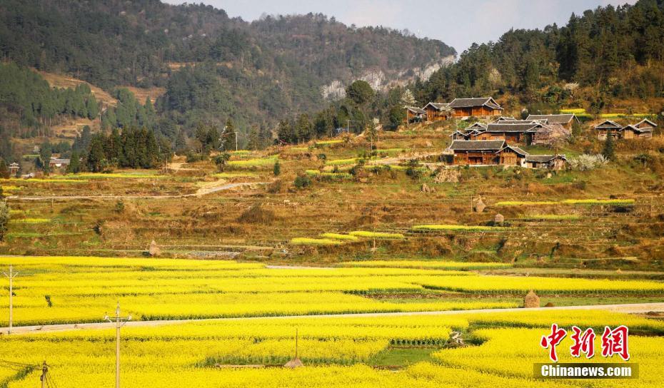 绚丽的丛林小精灵 高速抓拍飞翔中的蜂鸟_云电脑命令行