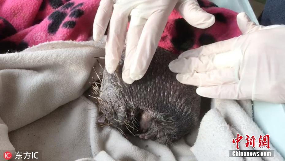 韩寒谈与吴京沈腾一起反盗版:我们是受害者联盟_9929测评