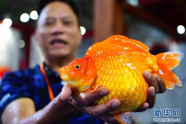 SHOP是国际域名么_9929季付