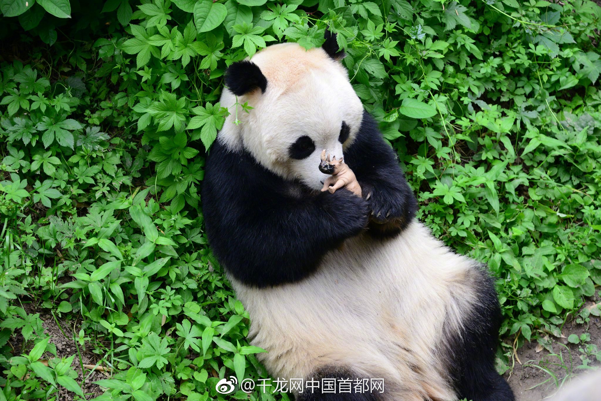 盘点体坛金猪宝宝:刘翔林丹闪耀_云电脑自动分配