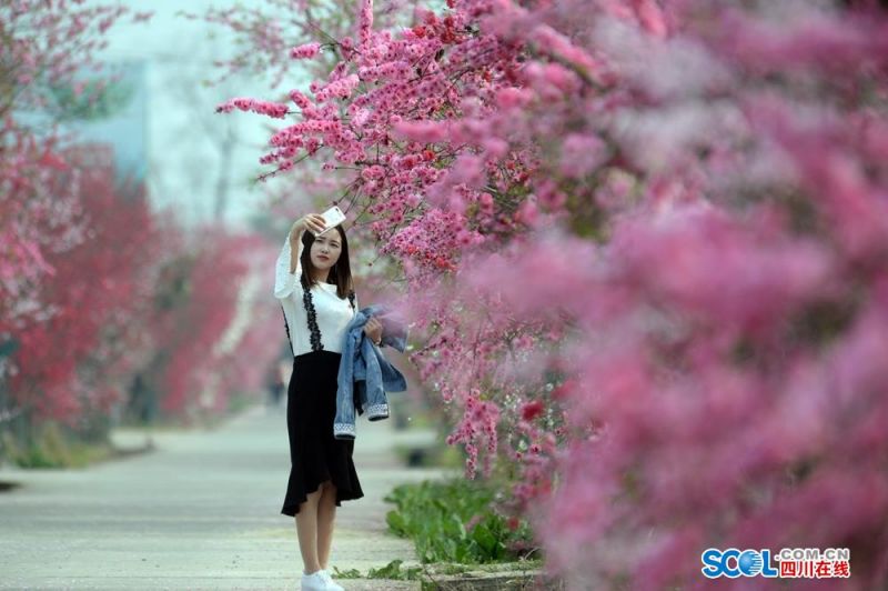 双十一爆款云服务器在哪领券_网页域名