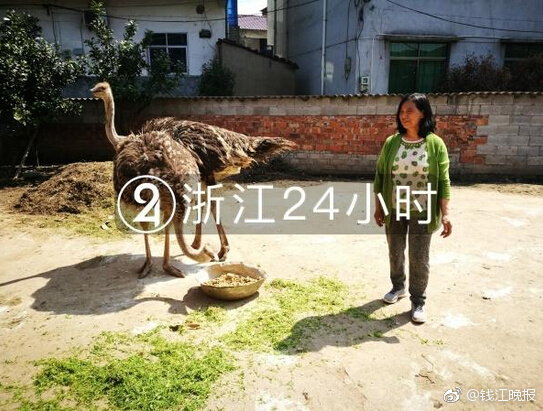实拍:懒熊护崽与老虎对峙缠斗_CN2服务器直连回国