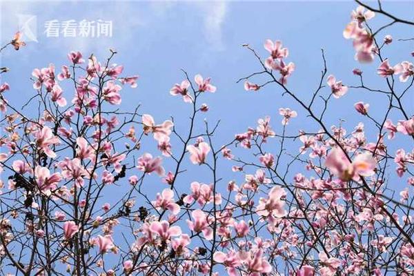 XYZ域名如何备案_高并发云服务器