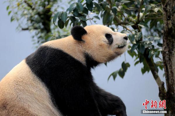 第6期|张海亮:未来可期 交付不是天际的瓶颈