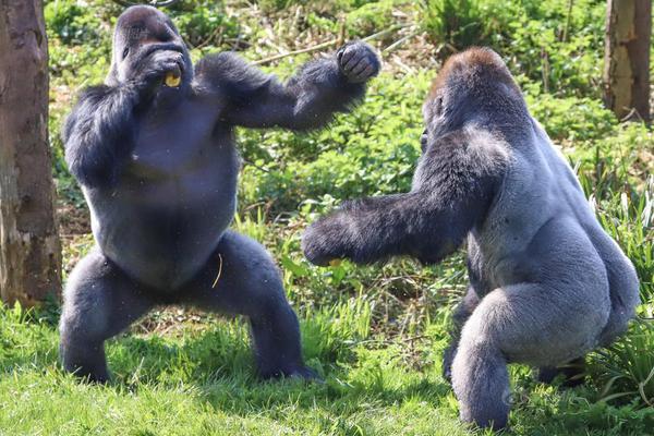 .XYZ域名_挂机宝代理