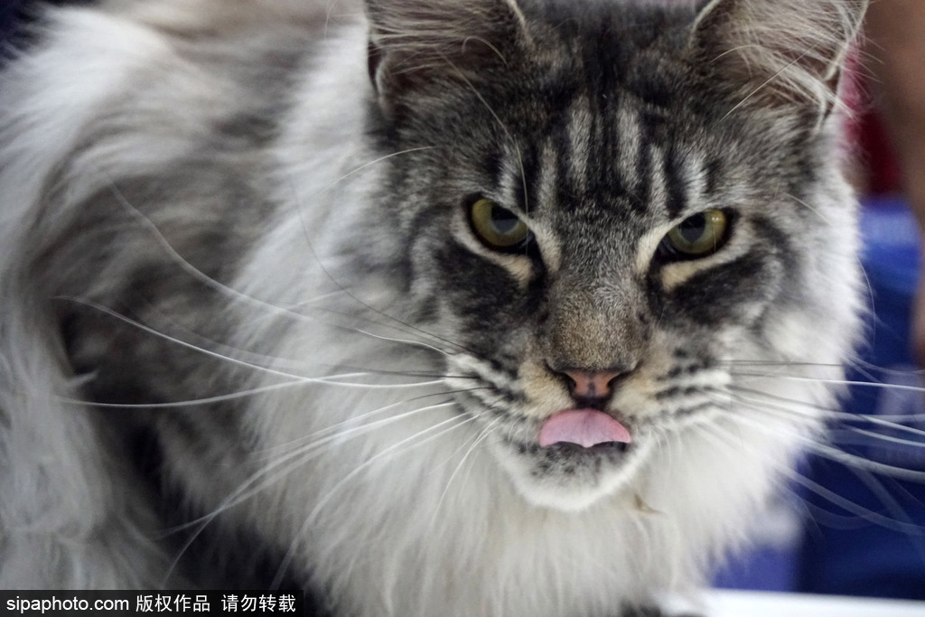 刀塔自走棋更新英雄戴泽_CN2服务器高峰时段