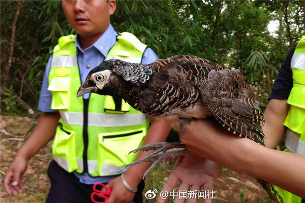 冯小刚现身新西兰疑拍新片 徐帆紧跟身后_云电脑低延迟