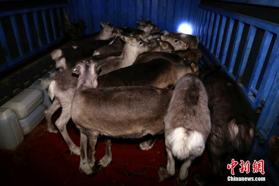 黑寡妇or龙妈她cos神同步_设计云电脑