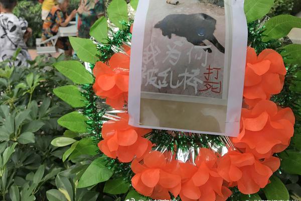 苹果Q2净利116亿美元 库克:在华业绩好转了_CN2服务器跨境电商