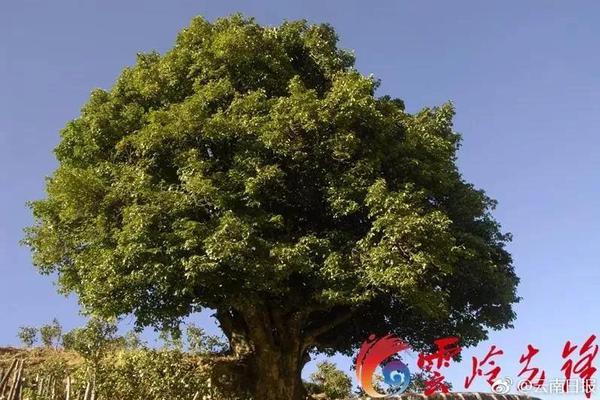 衡阳书记:政府要给企业提供母亲式服务