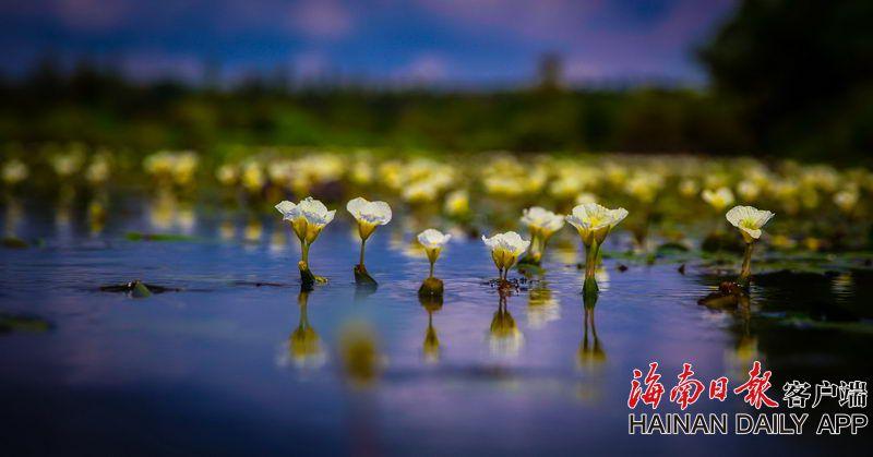 .ART是什么域名