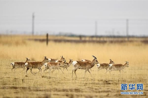 总决赛-广东2-0领先新疆_东北云服务器