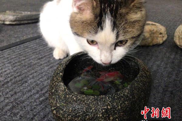 秦俊杰阚清子谍战剧《信仰》开机,秦俊杰为戏学习洗胶片