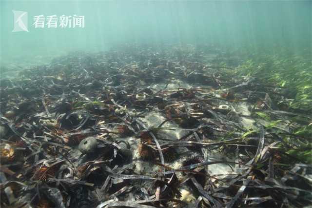 .CN域名到期怎么抢注_挂机宝缓存
