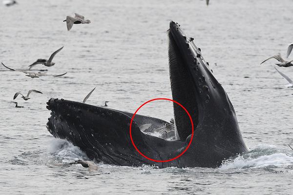 美国40多年来购首艘重型破冰船 应对对手北极行动_低延迟CN2服务器