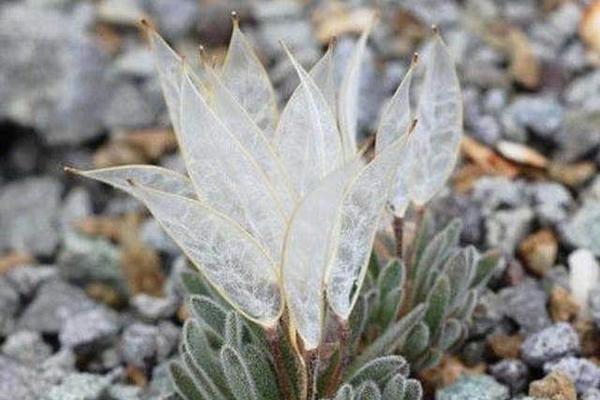 SSL_挂机宝推荐