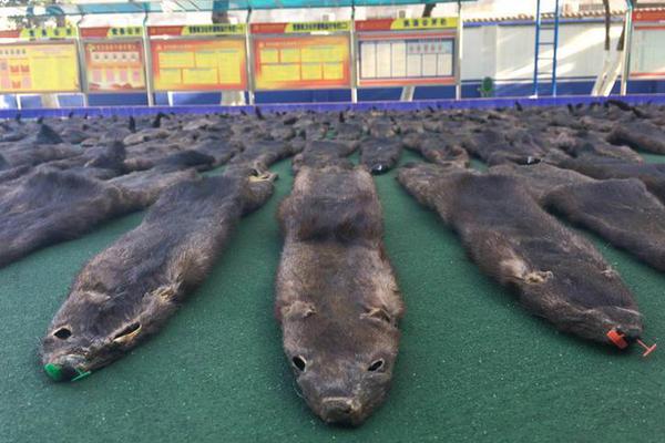 小炮预测开拓者命中率80%:开拓者VS掘金赛果!