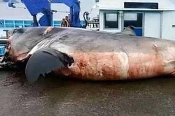 3月买车季,新浪汽车新车7.4折起!